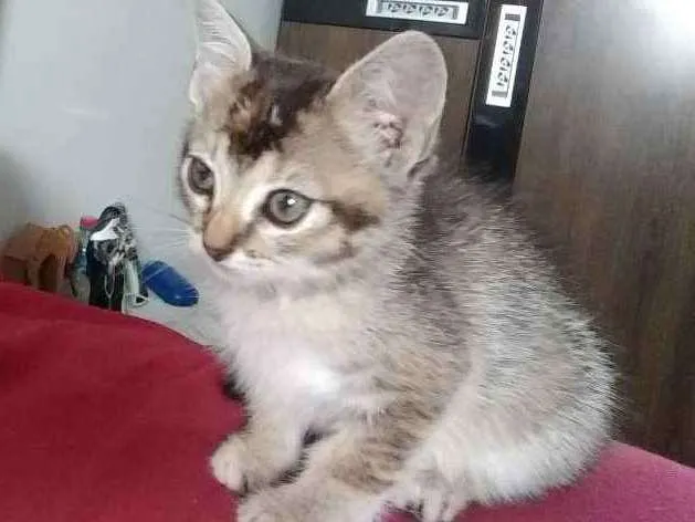 Gato ra a Não sei idade Abaixo de 2 meses nome Mine