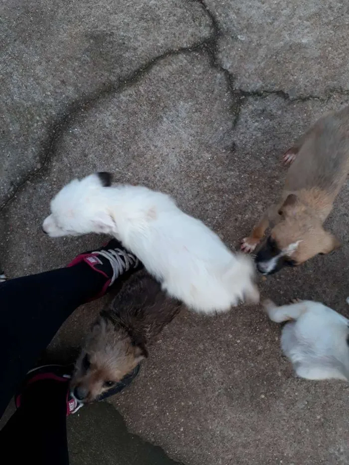 Cachorro ra a Srd idade 2 a 6 meses nome Sem nome