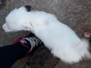Cachorro raça Srd idade 2 a 6 meses nome Sem nome