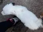Cachorro raça Srd idade 2 a 6 meses nome Sem nome