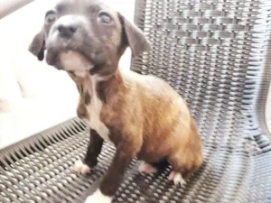 Cachorro raça SRD idade 2 a 6 meses nome Elis