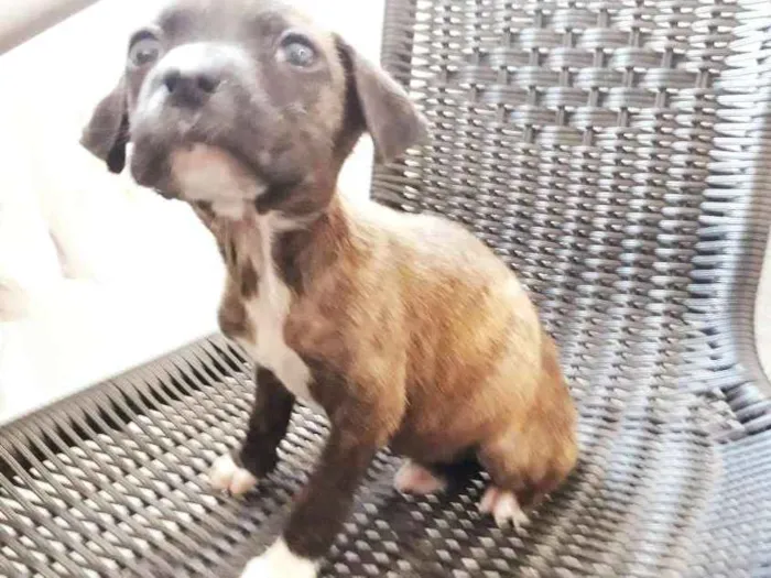 Cachorro ra a SRD idade 2 a 6 meses nome Elis
