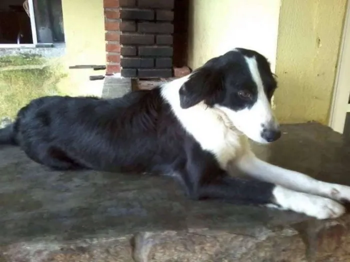 Cachorro ra a Srd idade 7 a 11 meses nome Alice 