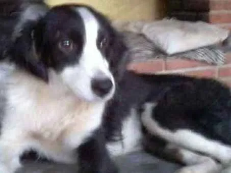 Cachorro ra a Srd idade 7 a 11 meses nome Alice 