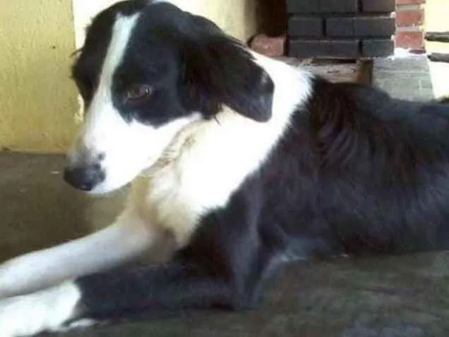 Cachorro ra a Srd idade 7 a 11 meses nome Alice 