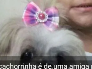 Cachorro raça Shitzu  idade 5 anos nome Sophie