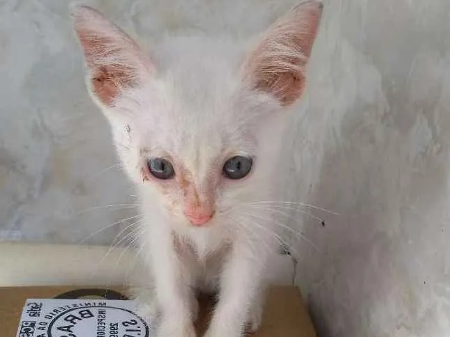 Gato ra a não sei idade Abaixo de 2 meses nome sem nome ainda