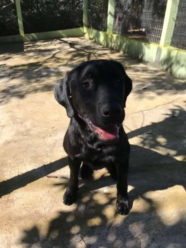 Cachorro raça Labrador idade 2 anos nome Sem nome