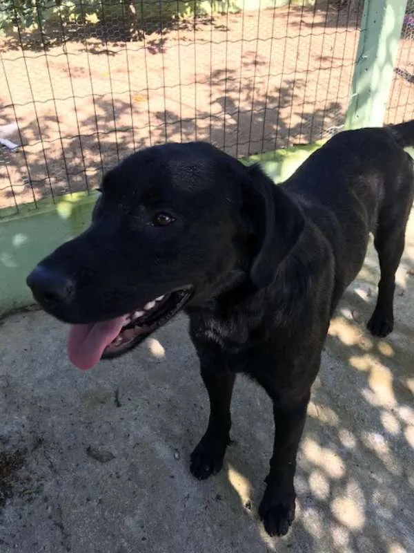 Cachorro raça Labrador idade 2 anos nome Sem nome