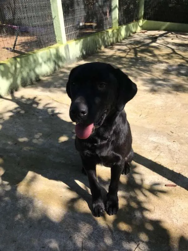 Cachorro raça Labrador idade 2 anos nome Sem nome