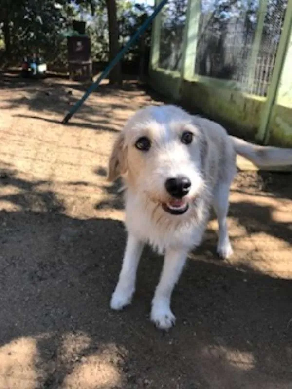Cachorro raça SRD idade 2 anos nome Nina