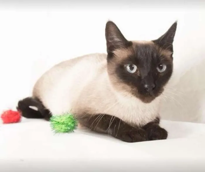 Gato ra a Siamês idade 2 anos nome Tasha