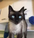 Tasha