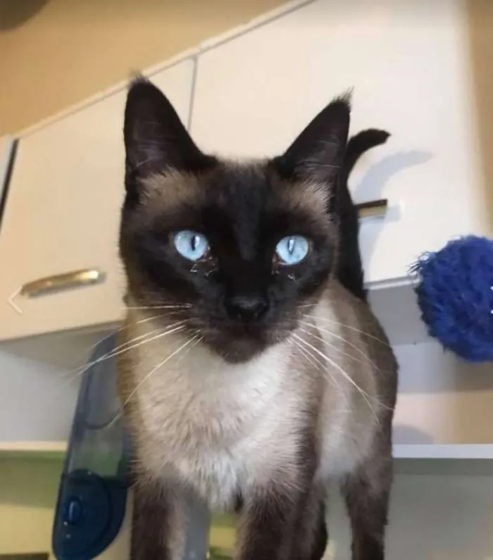 Gato ra a Siamês idade 2 anos nome Tasha