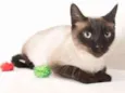 Tasha
