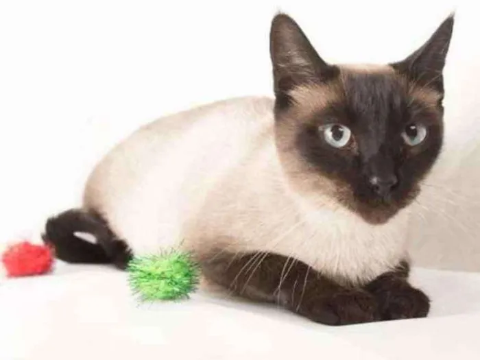 Gato ra a Siamês idade 2 anos nome Tasha