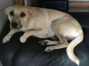 Cachorro raça Srd idade 2 anos nome Mel