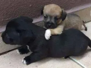 Cachorro raça SRD idade Abaixo de 2 meses nome sem nome