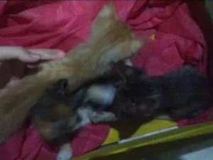 Gato raça  idade Abaixo de 2 meses nome James, Prince, Amy.