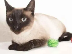 Gato raça Siamês idade 2 anos nome Tasha