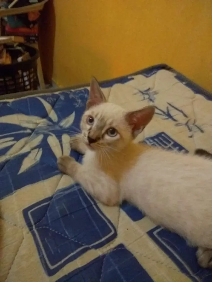 Gato raça Pelo curto brasileiro idade 2 a 6 meses nome Godspeed
