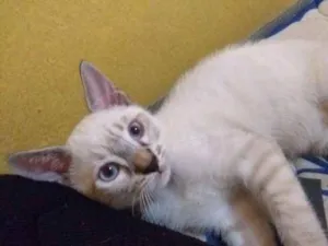 Gato raça Pelo curto brasileiro idade 2 a 6 meses nome Godspeed
