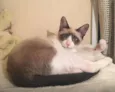 Mocca
