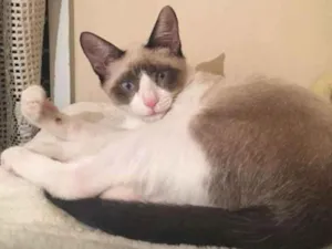 Gato raça SRD idade  nome Mocca