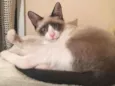 Mocca