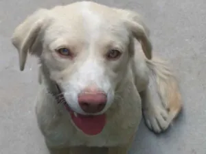 Cachorro raça Sem raça definida idade 1 ano nome Sem nome 