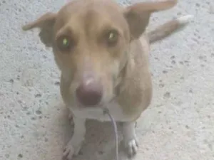 Cachorro raça Viralata idade 1 ano nome Hanna