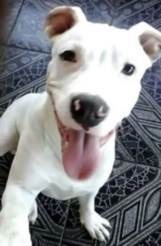 Cachorro raça Pit-Bull idade 1 ano nome Billy