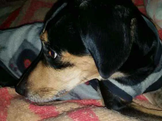 Cachorro ra a mestiço idade 4 anos nome tinho