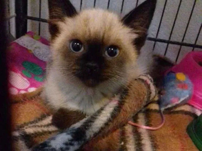 Gato ra a Srd  idade 2 a 6 meses nome Mary