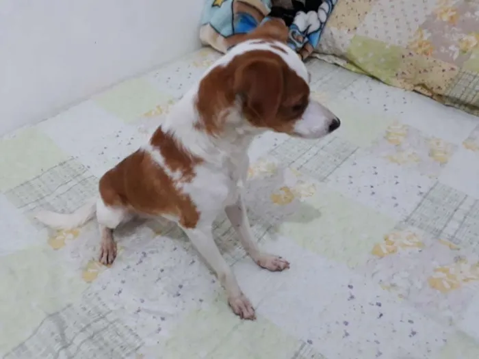 Cachorro ra a Srd  idade 2 anos nome Fred 