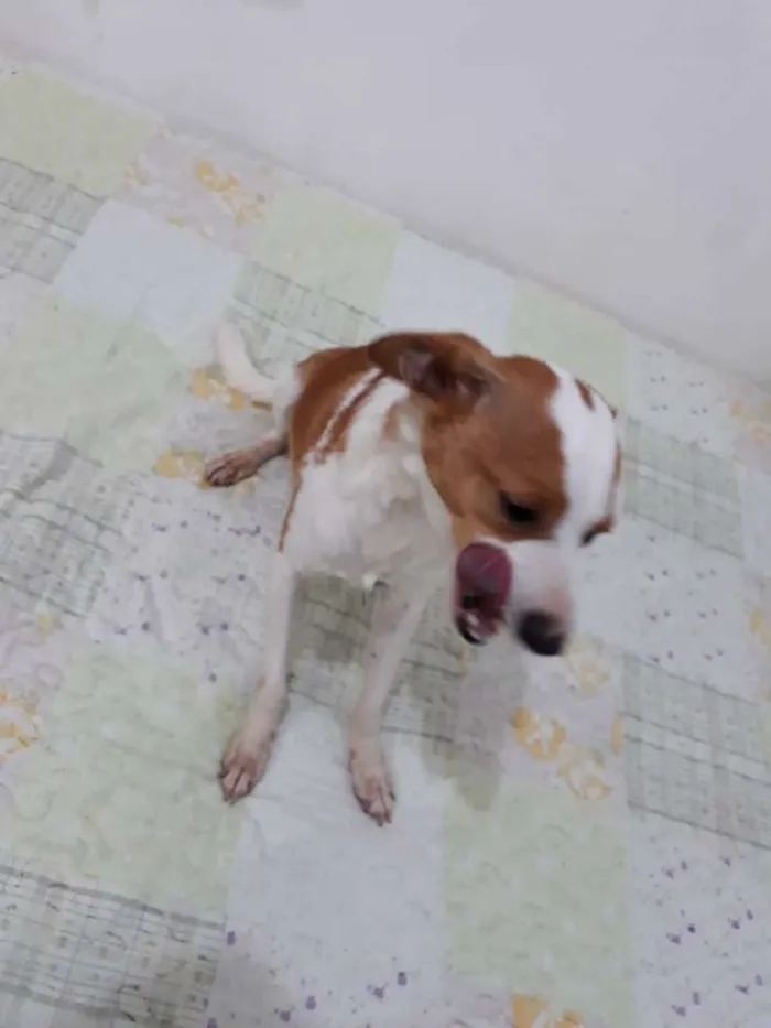 Cachorro ra a Srd  idade 2 anos nome Fred 