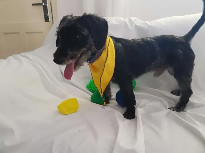 Cachorro ra a  idade 1 ano nome Tob 