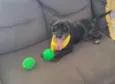 Tob 