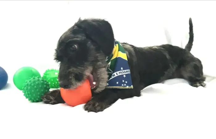 Cachorro ra a  idade 1 ano nome Tob 