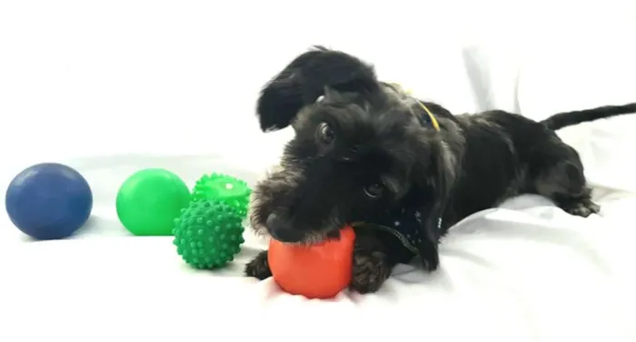 Cachorro ra a  idade 1 ano nome Tob 