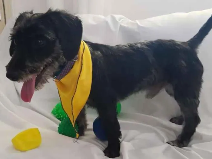 Cachorro ra a  idade 1 ano nome Tob 