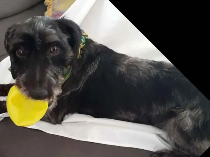 Cachorro ra a  idade 1 ano nome Tob 
