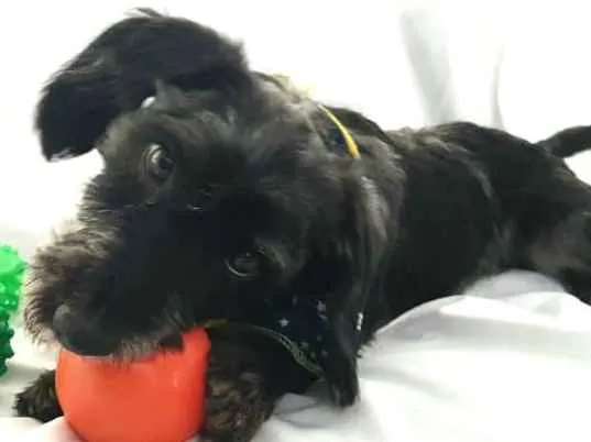 Cachorro ra a  idade 1 ano nome Tob 