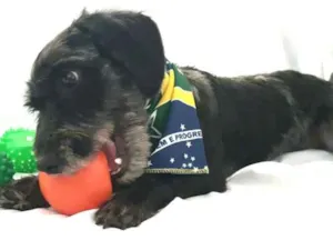 Cachorro raça  idade 1 ano nome Tob 