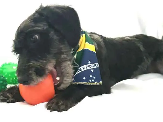 Cachorro ra a  idade 1 ano nome Tob 
