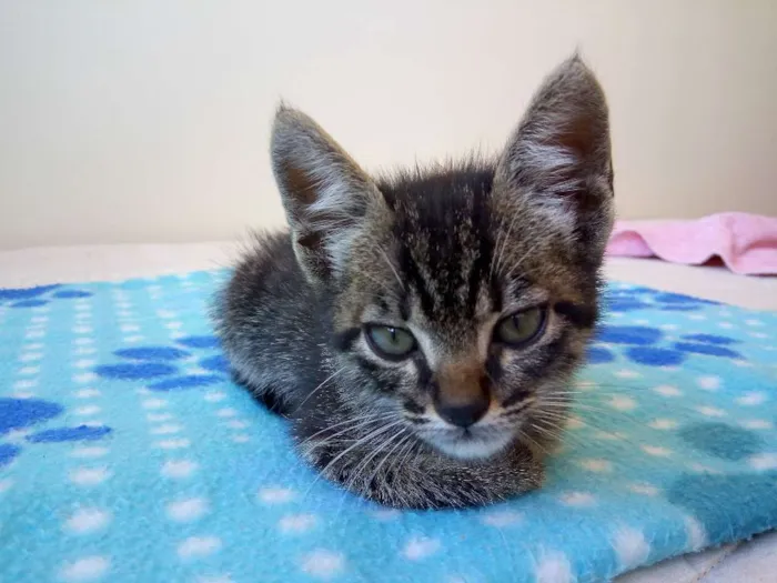 Gato ra a Sem raça definida idade 2 a 6 meses nome Tigrinho