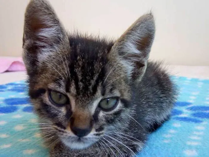 Gato ra a Sem raça definida idade 2 a 6 meses nome Tigrinho