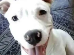 Cachorro raça Pit-Bull idade 1 ano nome Billy