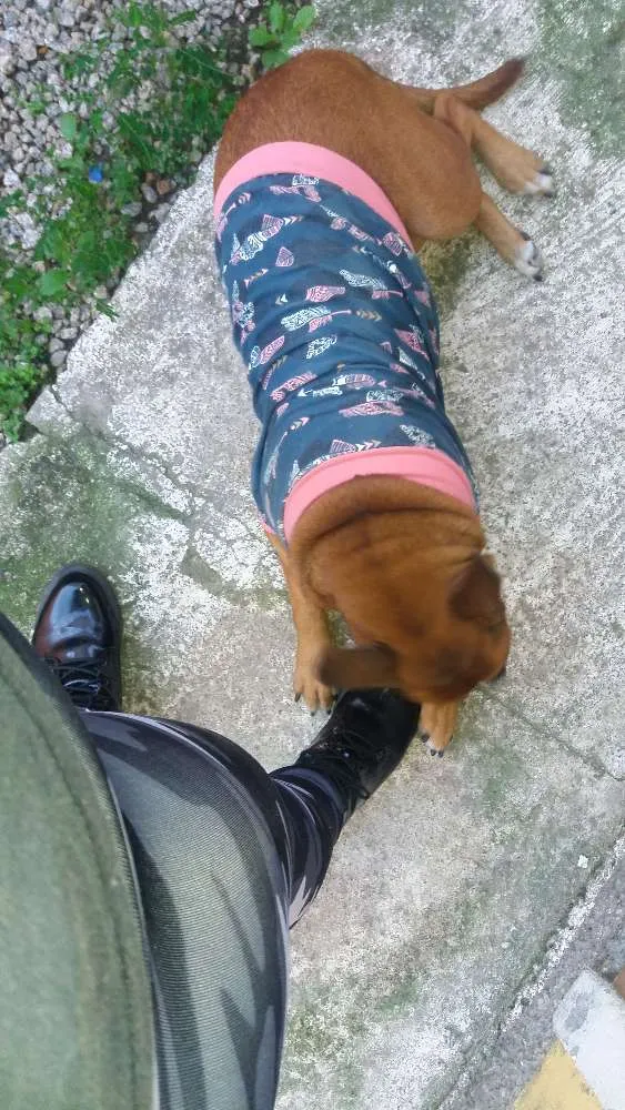 Cachorro ra a Pit bul (mestiço) idade 3 anos nome Rosquinha