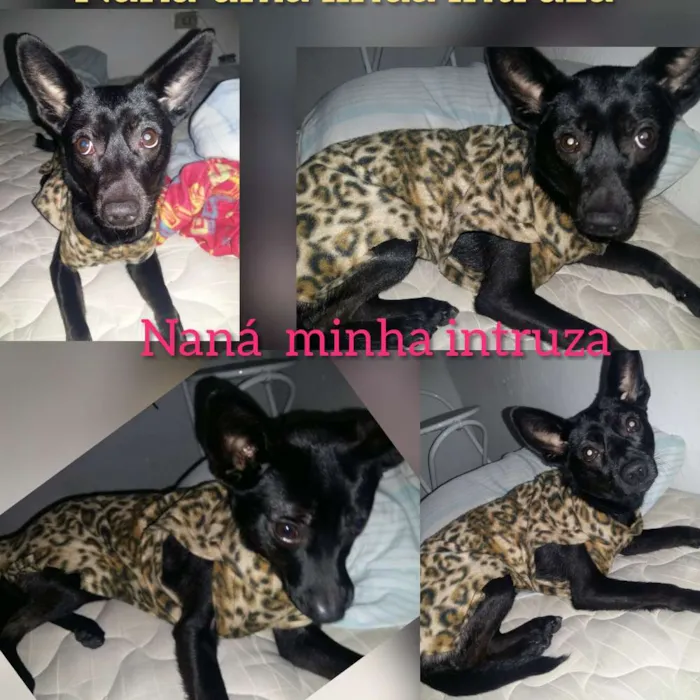 Cachorro ra a Viralata idade 1 ano nome Naná 
